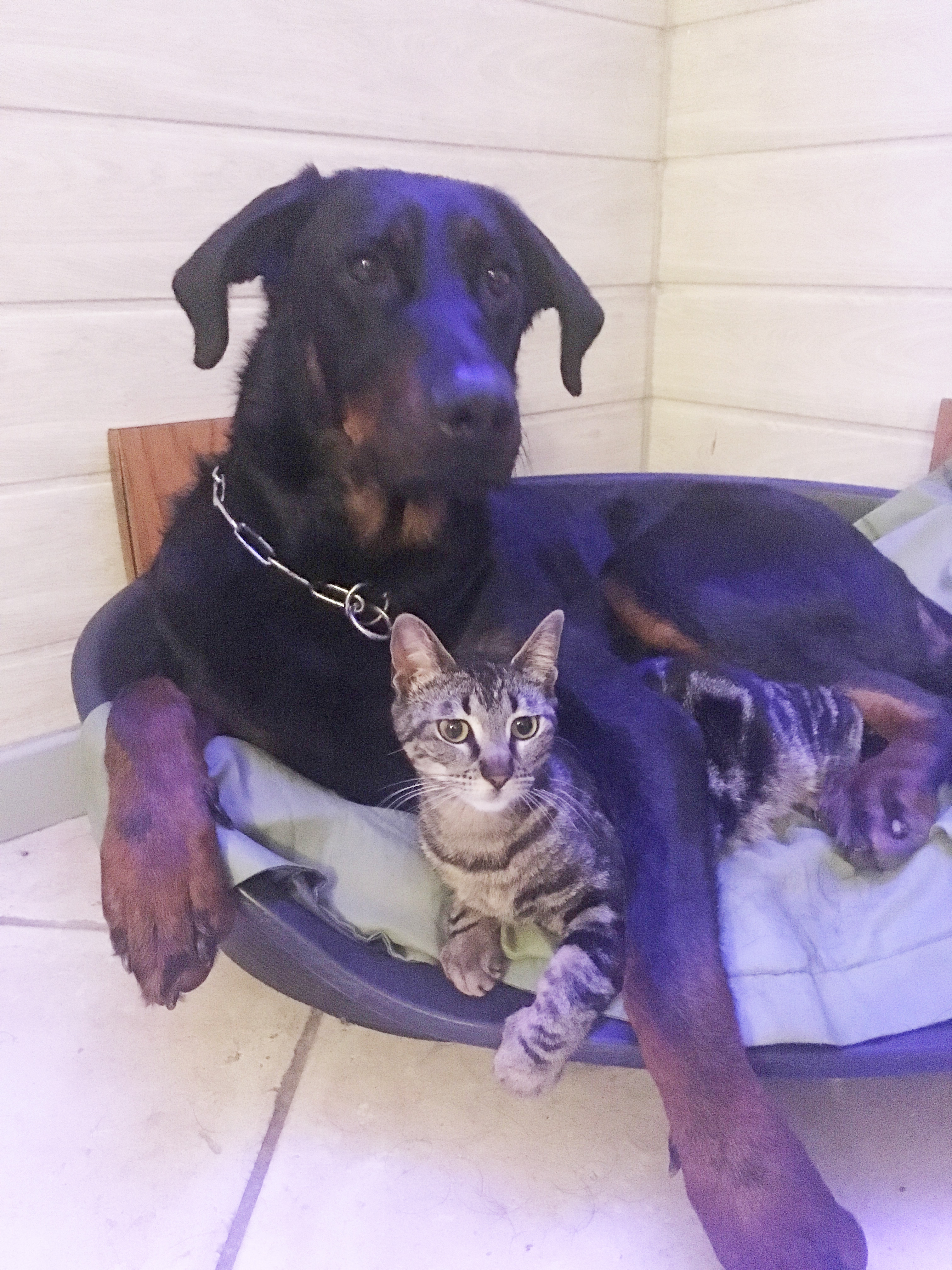  domainedelalicorne.fr photo chien beauceron photo chiot beauceron Elevage de beauceron chiot beauceron pure race élevage du clos de la licorne elevage des gardiens de la licorne elevage beauceron noir et feu authentique gros gabarits élevage de Beauceron familial sérieux et qualité domainedelalicorne.fr suivi des chiots conseil d’éducation chiot propre bas rouge santé caractère spécialiste du beauceron noir et feu ou arlequin chien rustique berger de France  nos chiots sont élevés avec amour et attention notre passion au service de la qualité Beauceron de qualité et sportif domaine de la licorne 04380 BARRAS élevage en liberté éleveur berger de beauce élevage de beauceron de travail 06 11 20 51 93 site domainedelalicorne.fr mail domainedelalicorne@gmail.com